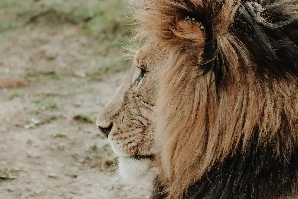 Lion's Mane